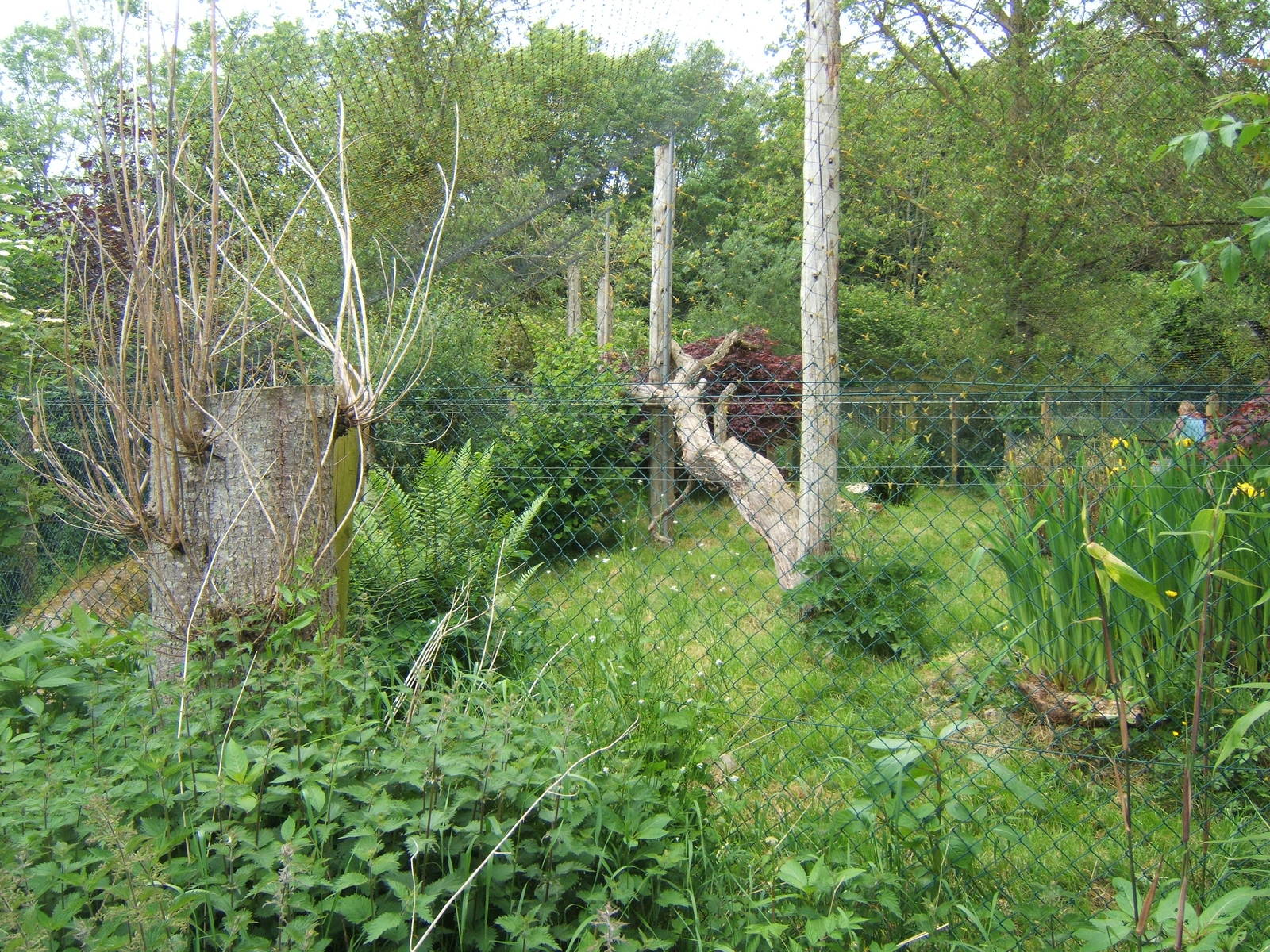 View of Fishing Cat enclosure