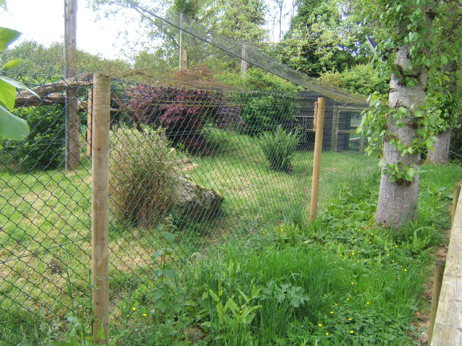 View of Fishing Cat enclosure