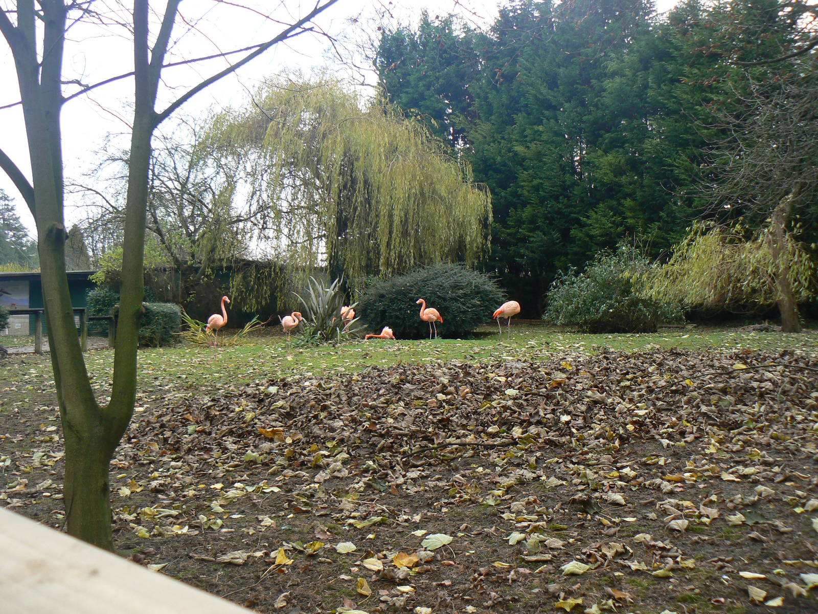 View of Flamingo Enclosure - 6 December 2015