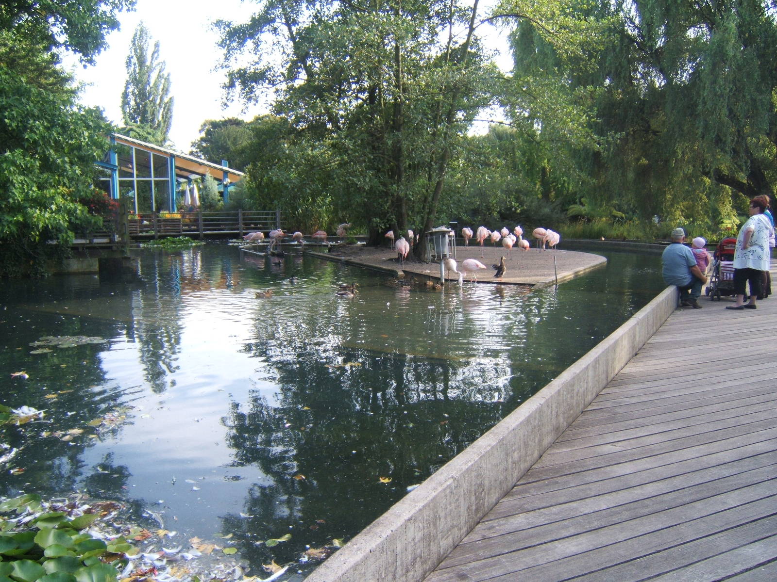View of Flamingo exhibit in front of main cafe