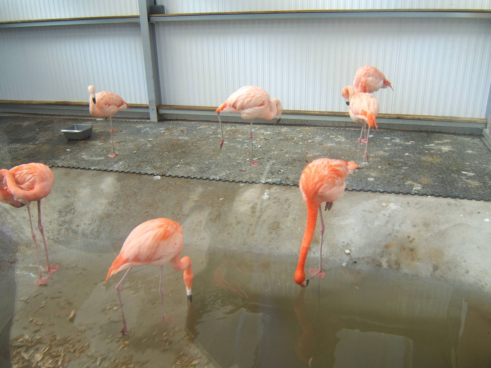View of Flamingo Falls