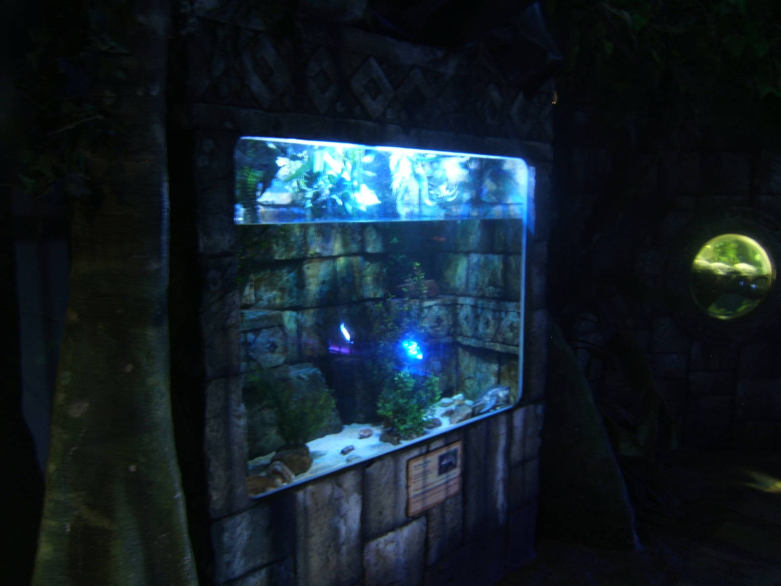View of Fly River Turtle tank