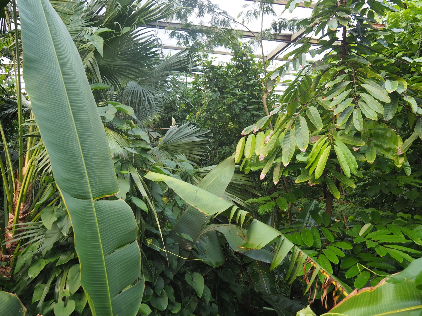 View of foliage from upper area (Sep 16th, 2018)