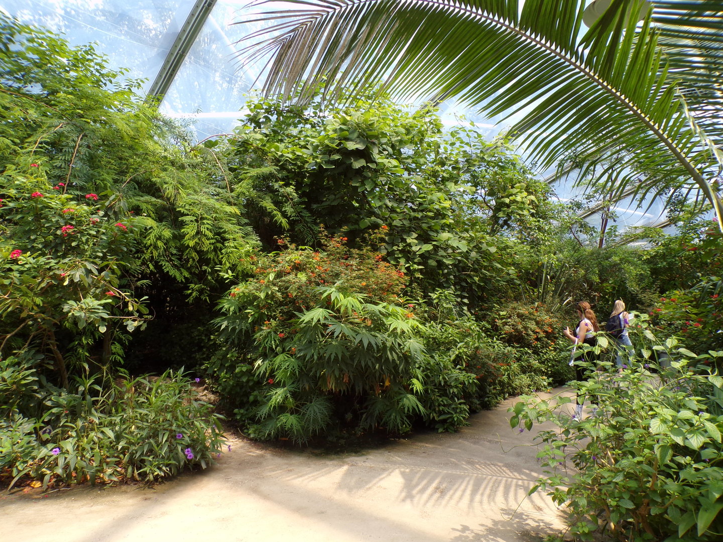 View of foliage in the Mangrove 6.7.23