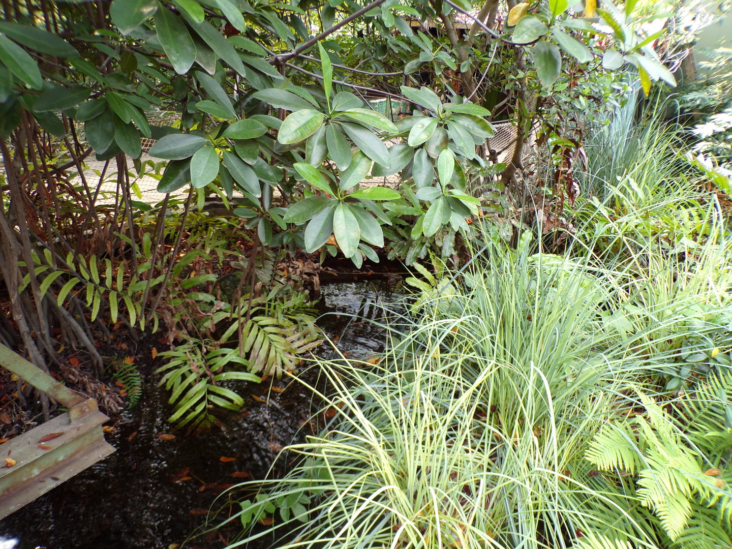 View of foliage in the Mangrove 6.7.23