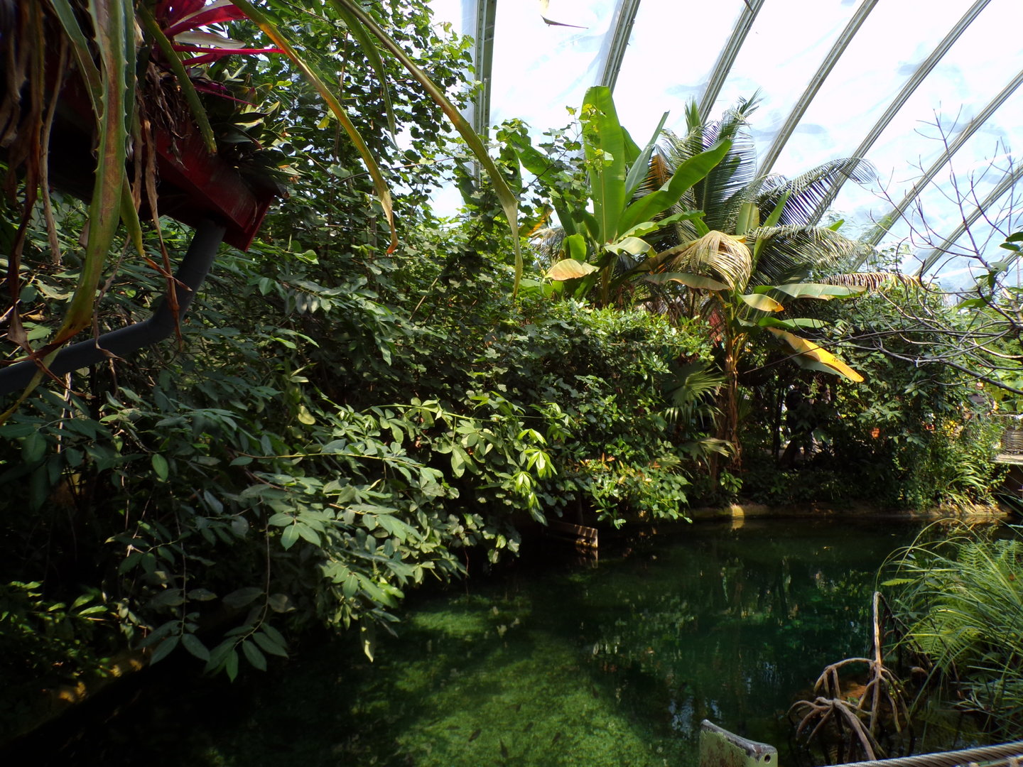 View of foliage in the Mangrove 6.7.23