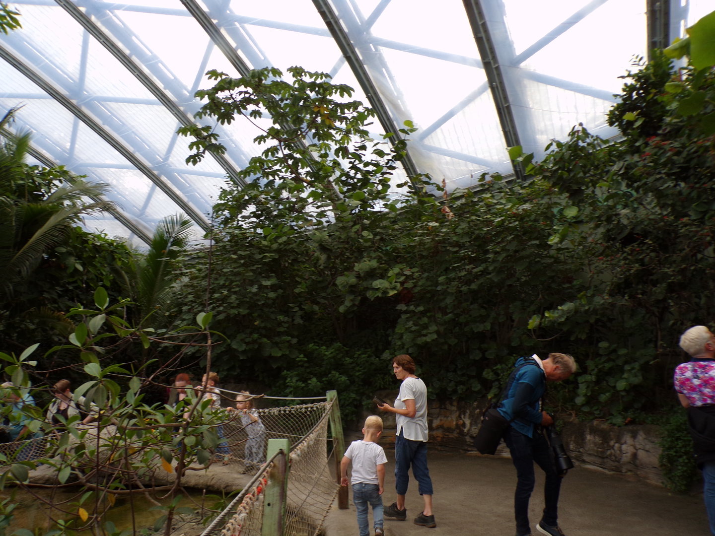 View of foliage in the Mangrove 6.7.23
