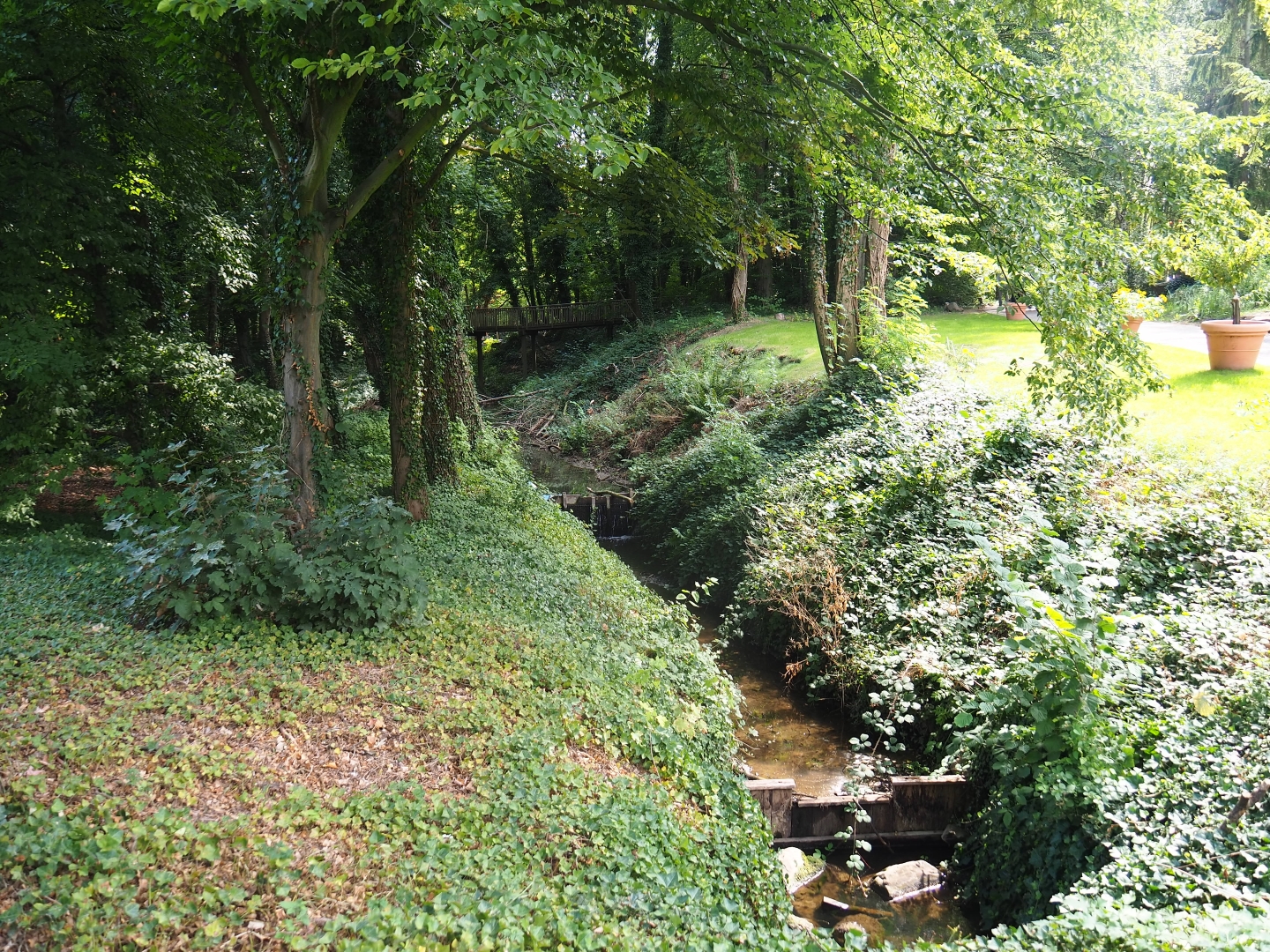View of forest area and creek (Aug 28th, 2018)