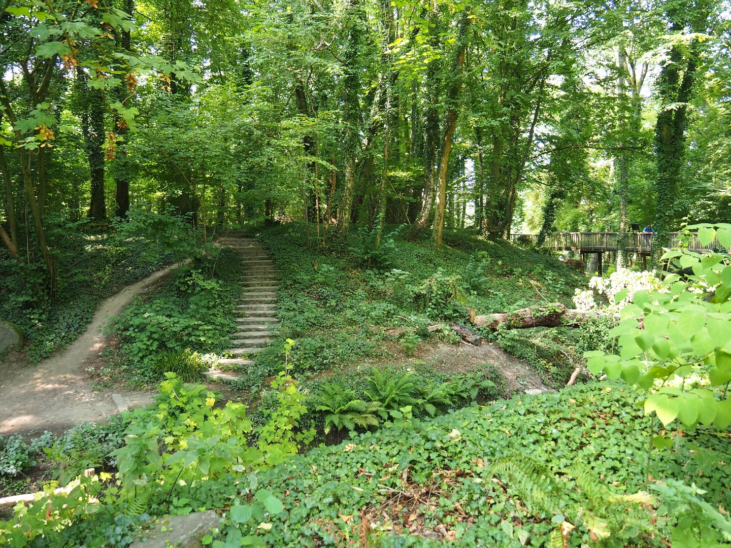 View of forest area (Aug 28th, 2018)