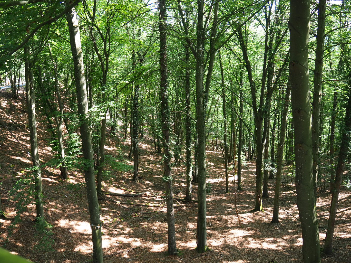View of forest on wildlife park grounds, 2020-07-12