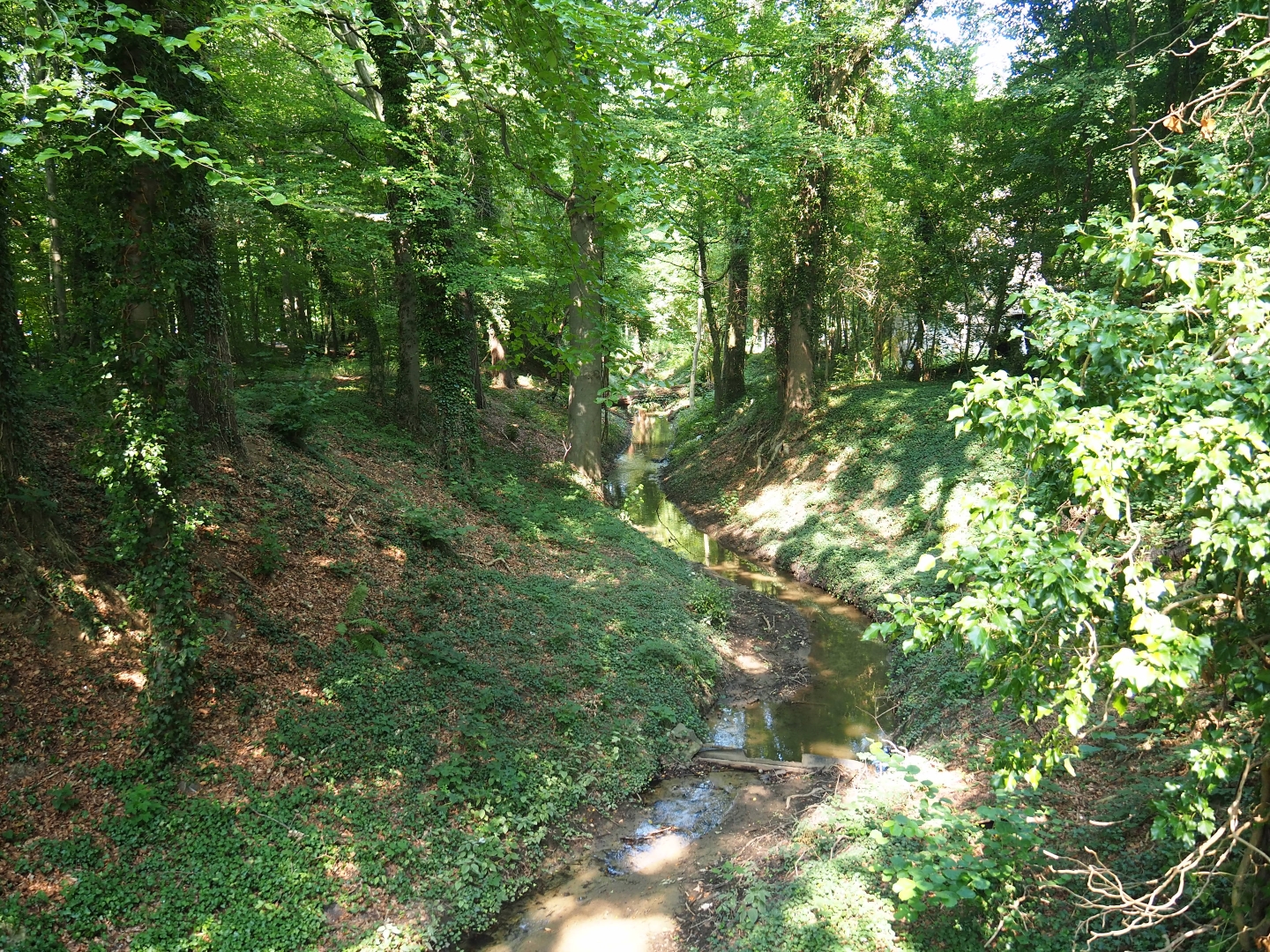 View of forest with creek (Aug 28th, 2018)