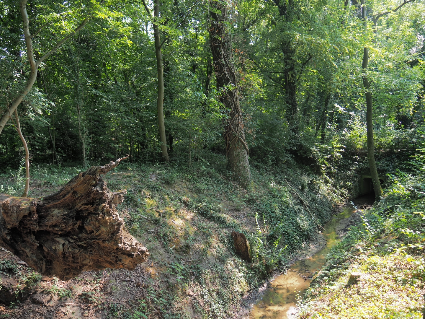 View of forest with creek (Aug 28th, 2018)