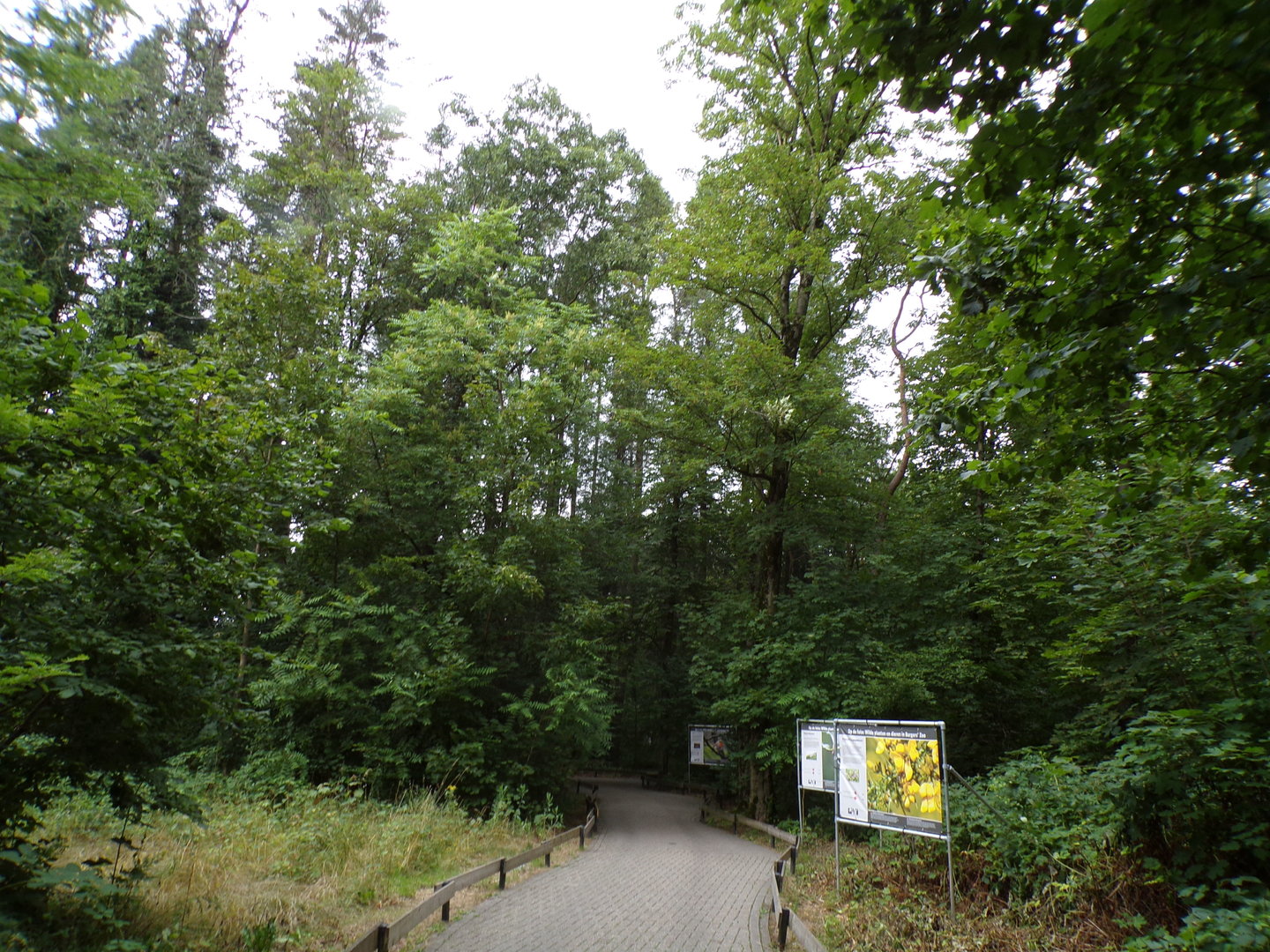 View of forested wildlife area 6.7.23