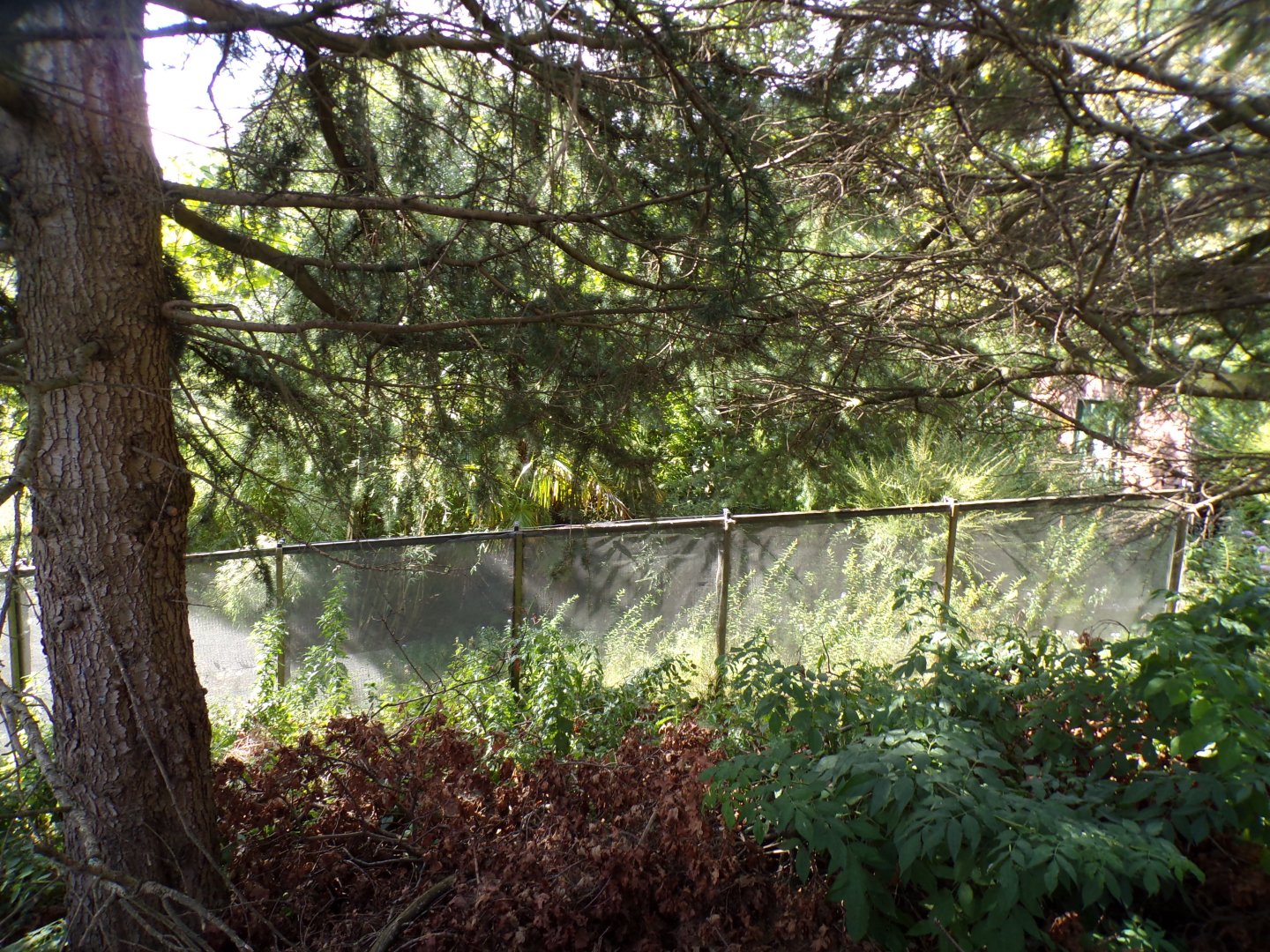 View of former white-faced saki enclosure from outside the zoo 9.9.23