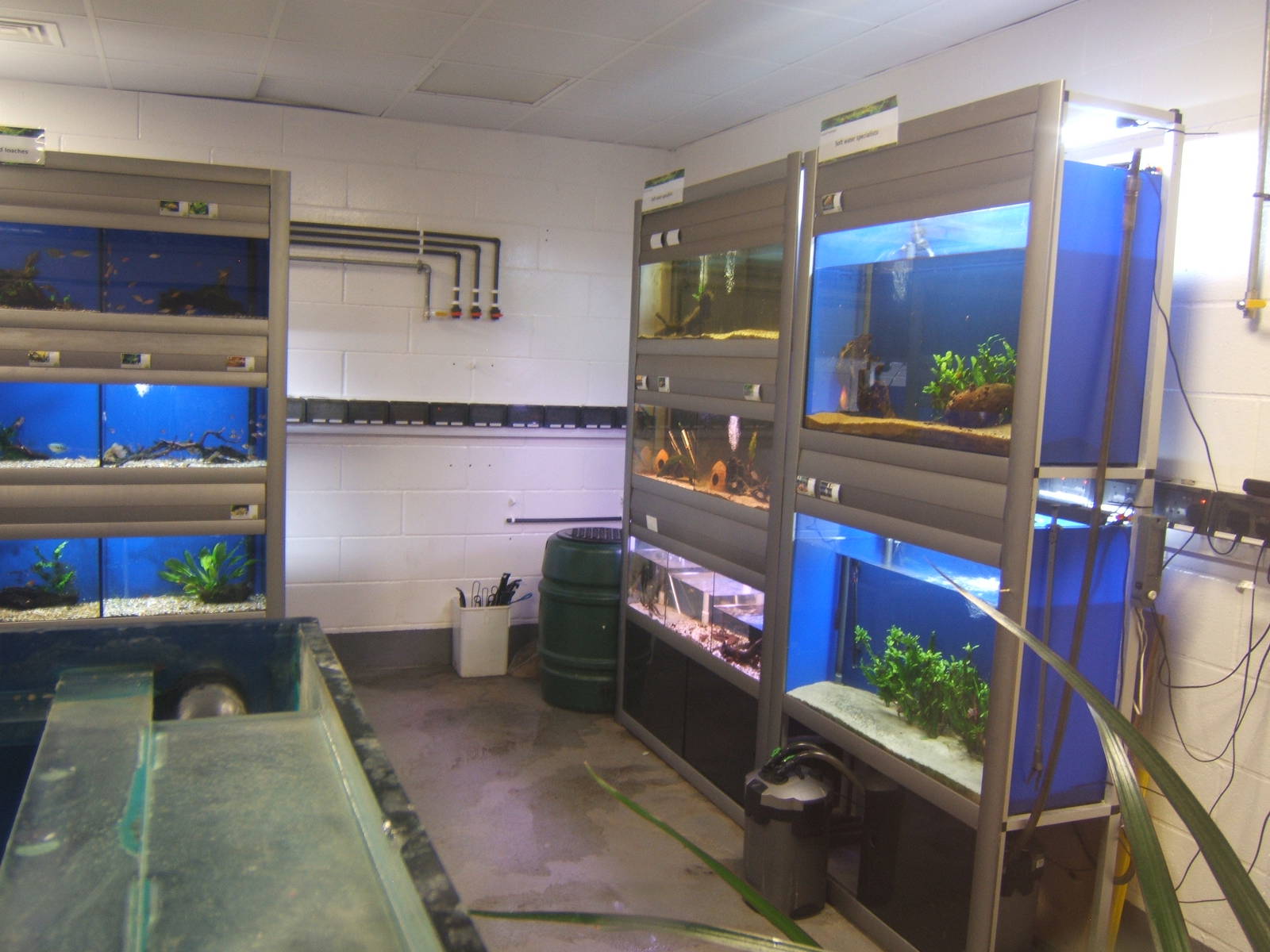 View of Fresh Water Tropical Fish Room