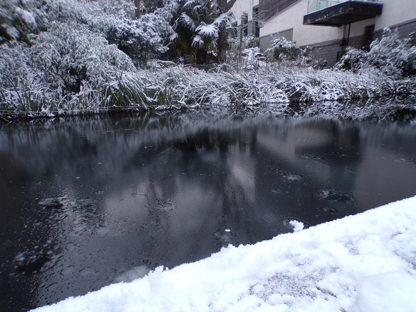 View of frozen chimpanzee moat