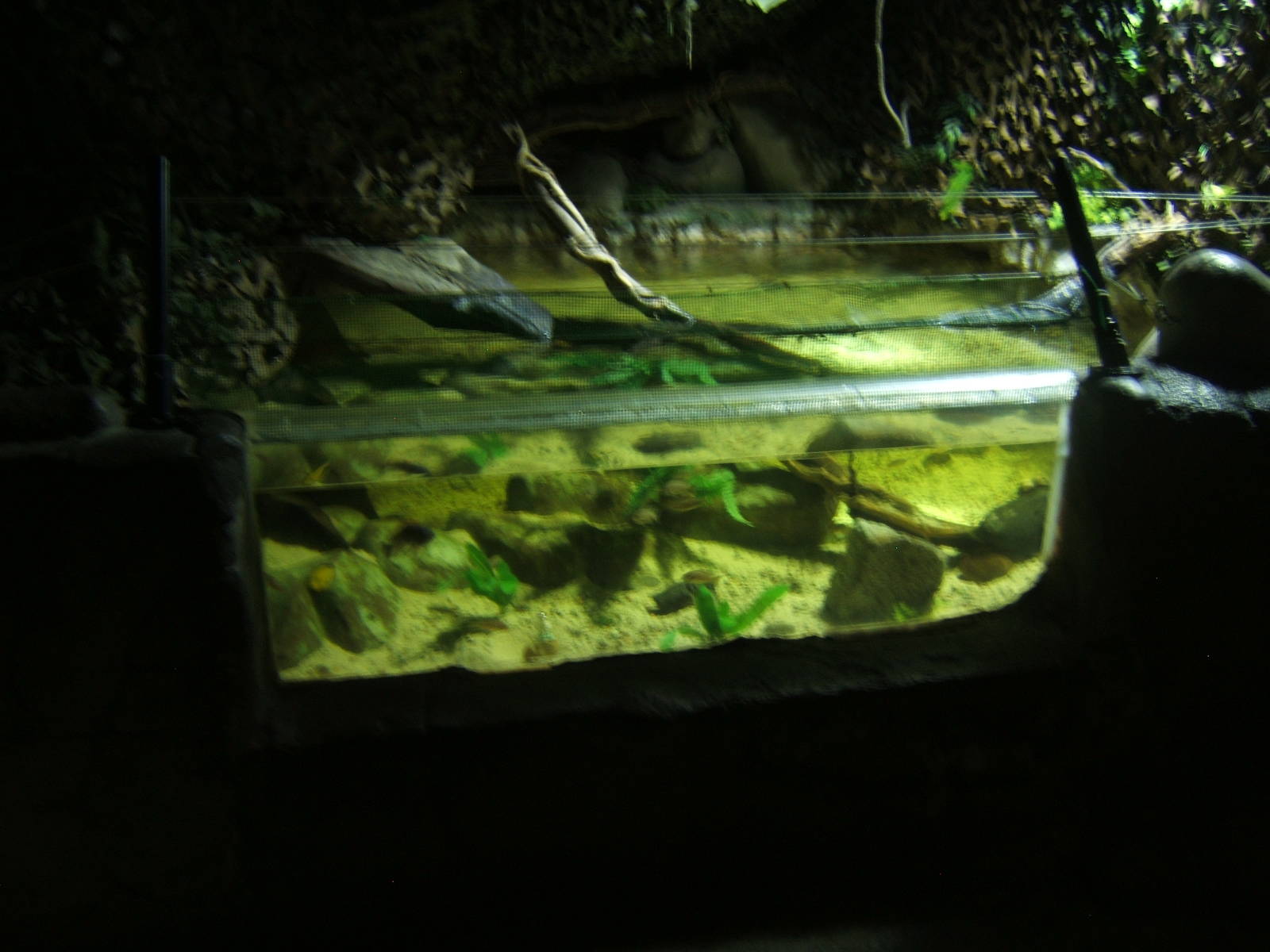 View of future Chinese Soft-shelled Turtle exhibit