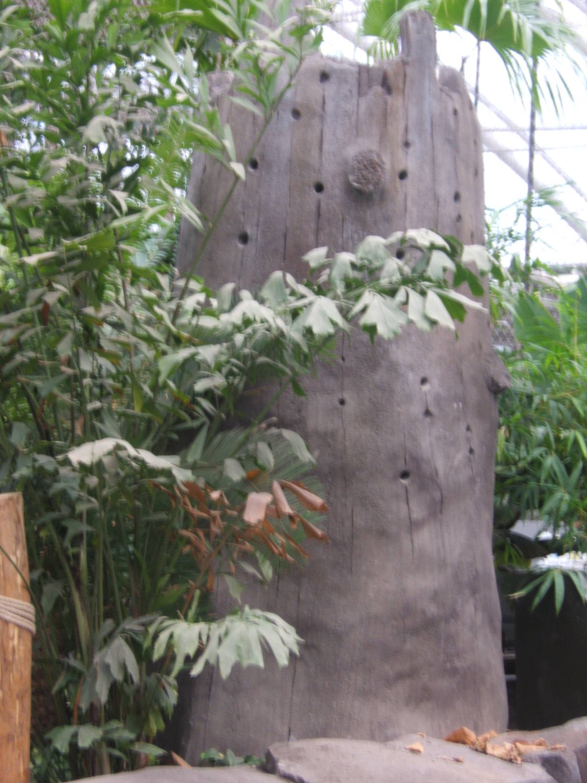 View of future Grosbeak Starling nesting holes