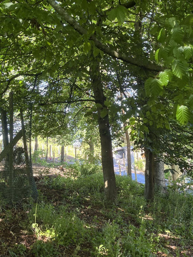 View of future sloth bear enclosure construction 22.6.25