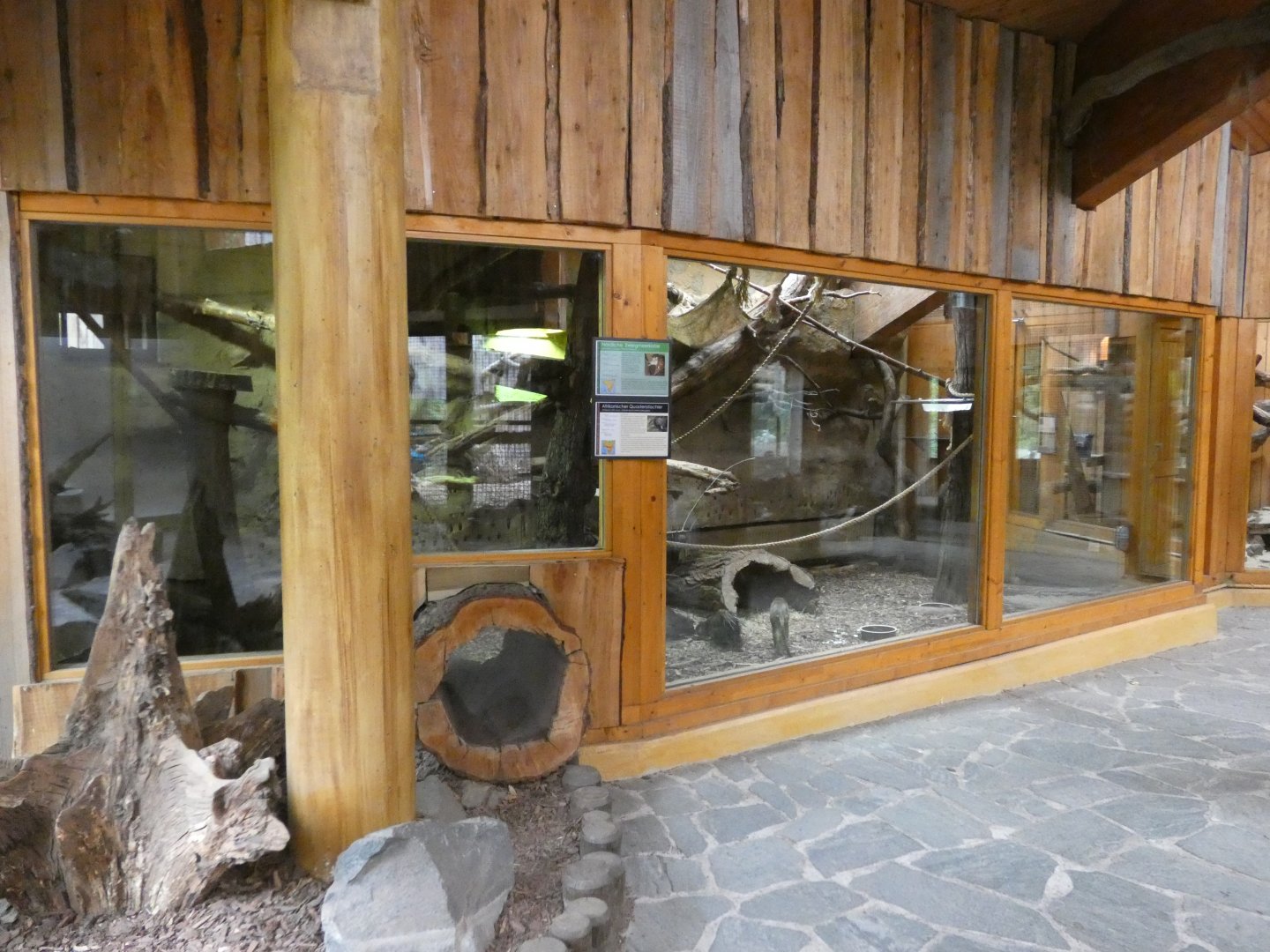 View of Gabon Talapoin indoors in Mandrill House