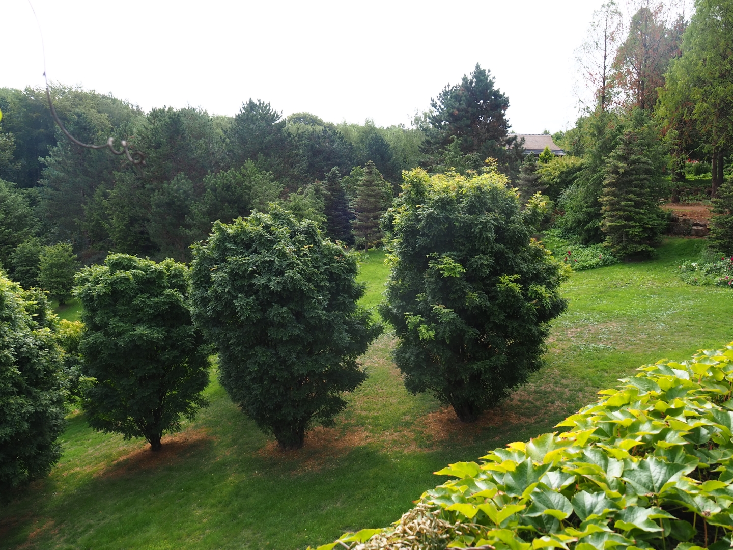 View of gardens (Aug 28th, 2018)