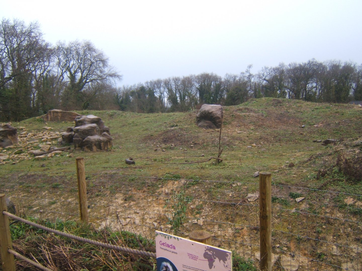 View of Gelada enclosure 03/02/2018