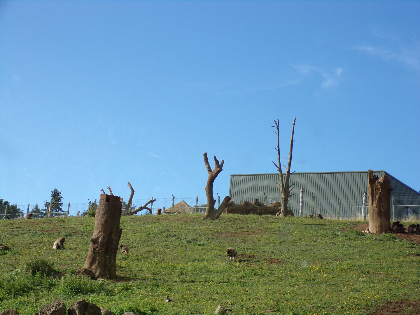 View of gelada enclosure (giraffe house in the background) 14.8.23