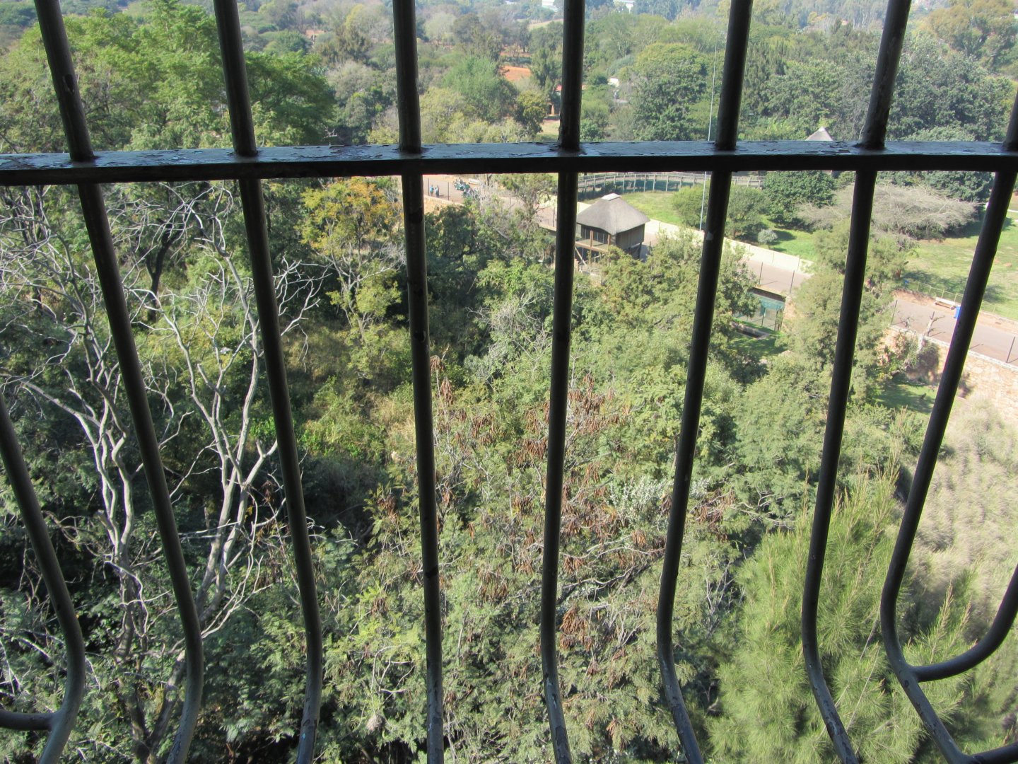 View of Generic Tiger Exhibit from Above