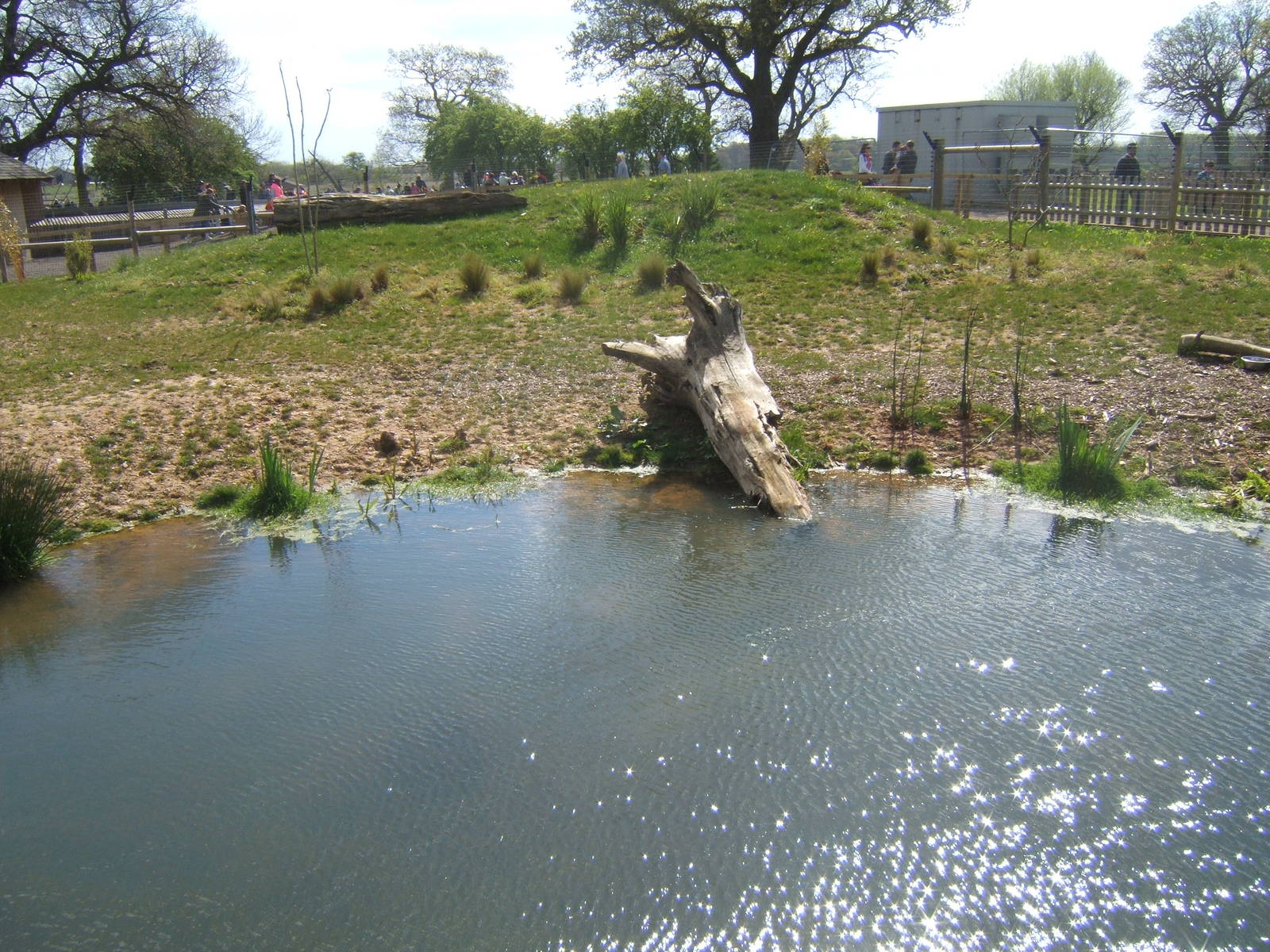 View of Giant Anteater enclosure