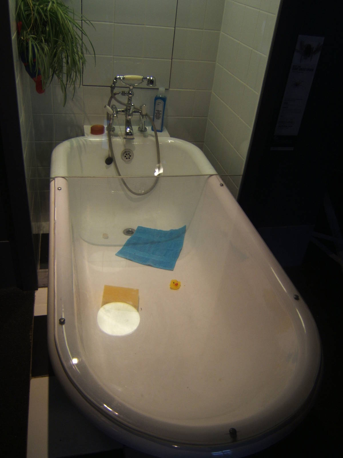 View of Giant House Spider exhibit