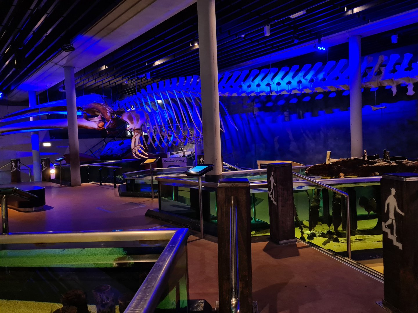 View of giant whale skeleton in the aquarium room