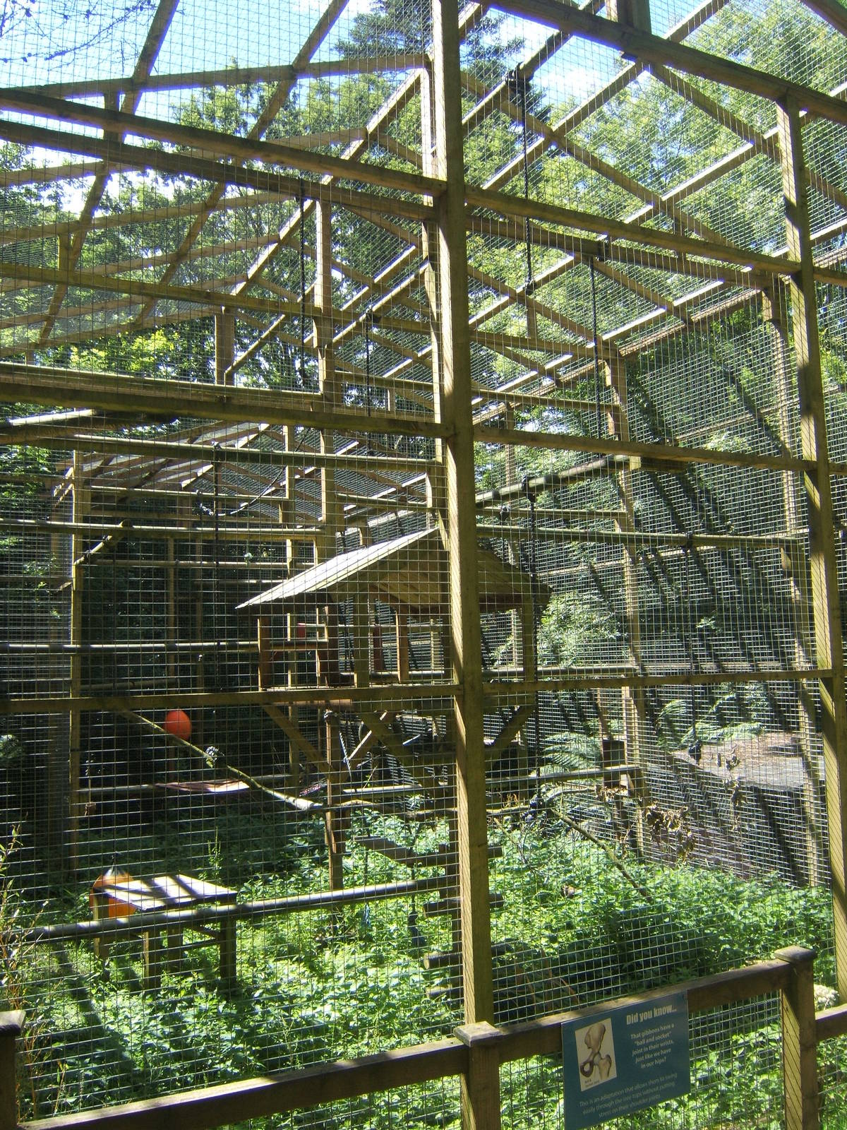 View of Gibbon enclosure