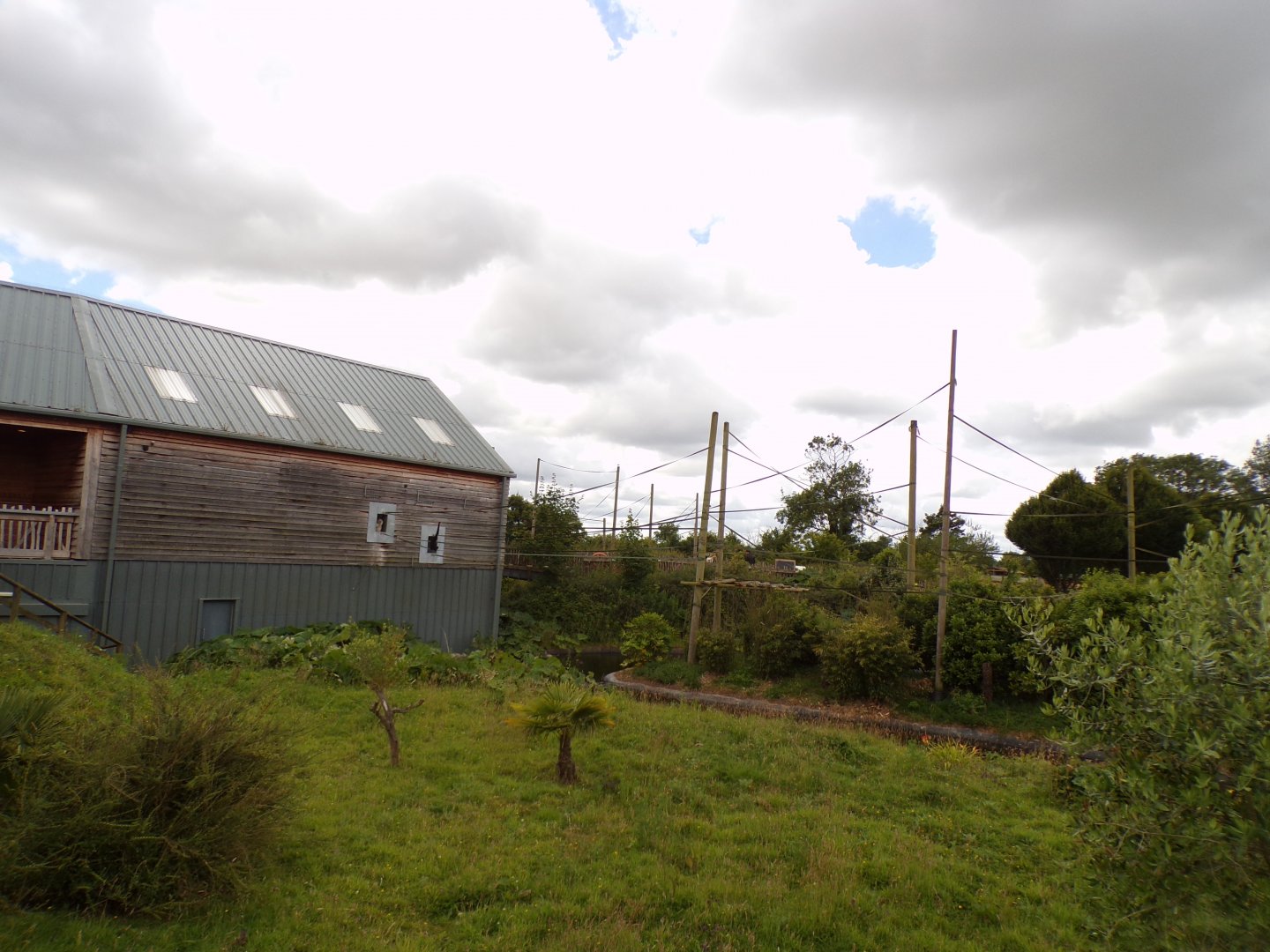 View of Gibbon Forest 7.7.24