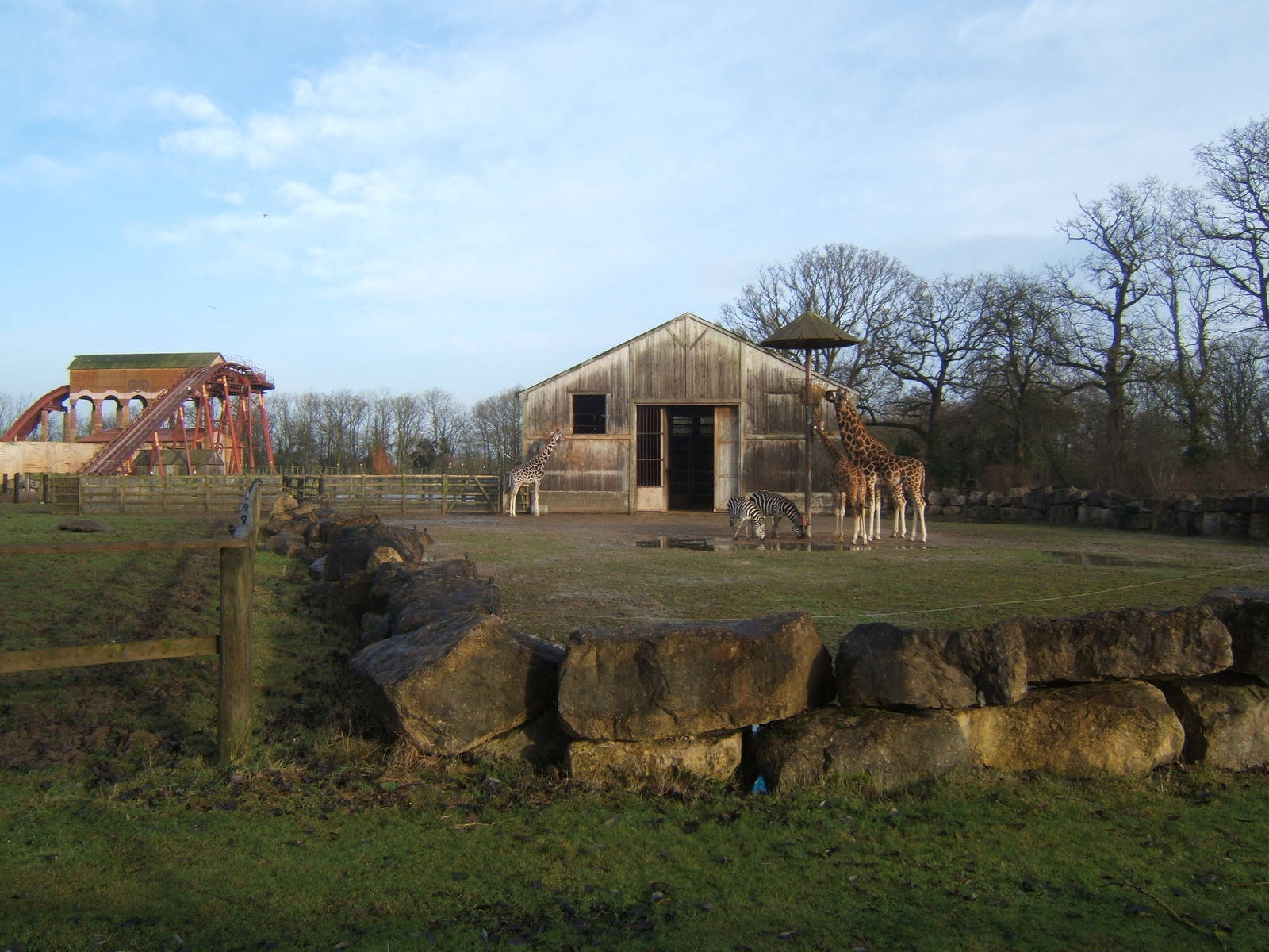 View of Giraffe and Grant`s Zebra enclosure and house