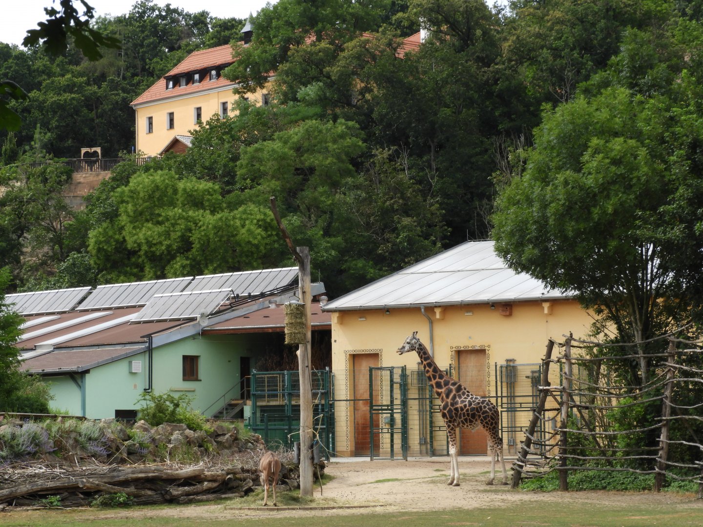 View of giraffe and rhinoceros house