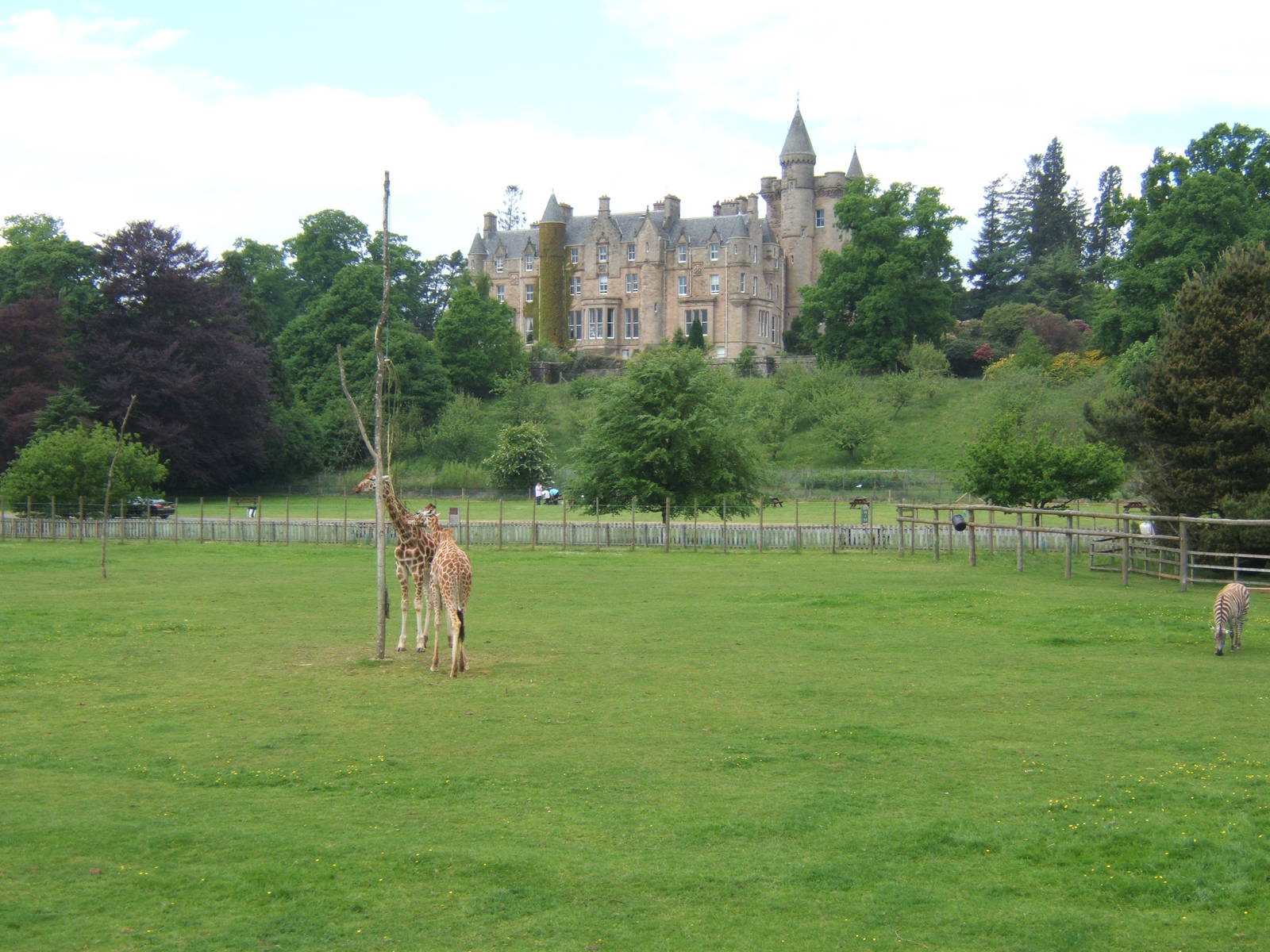 View of Giraffe and Zebra paddock