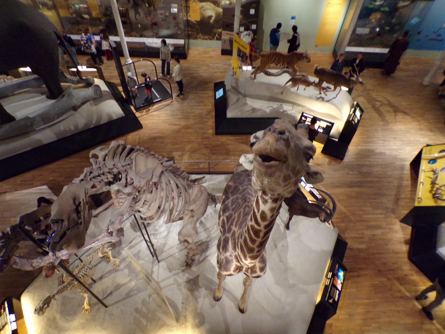 View of giraffe from second floor 26.8.23