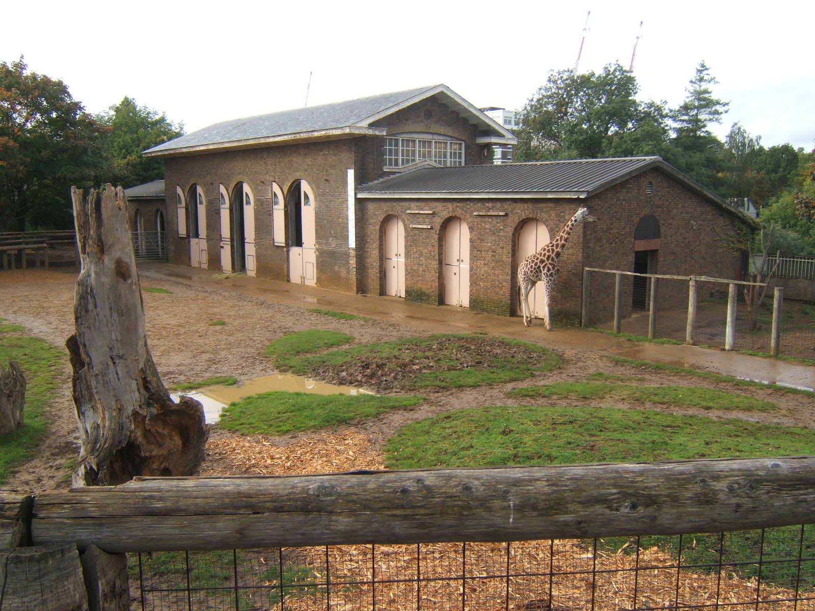 View of Giraffe House from viewing balcony