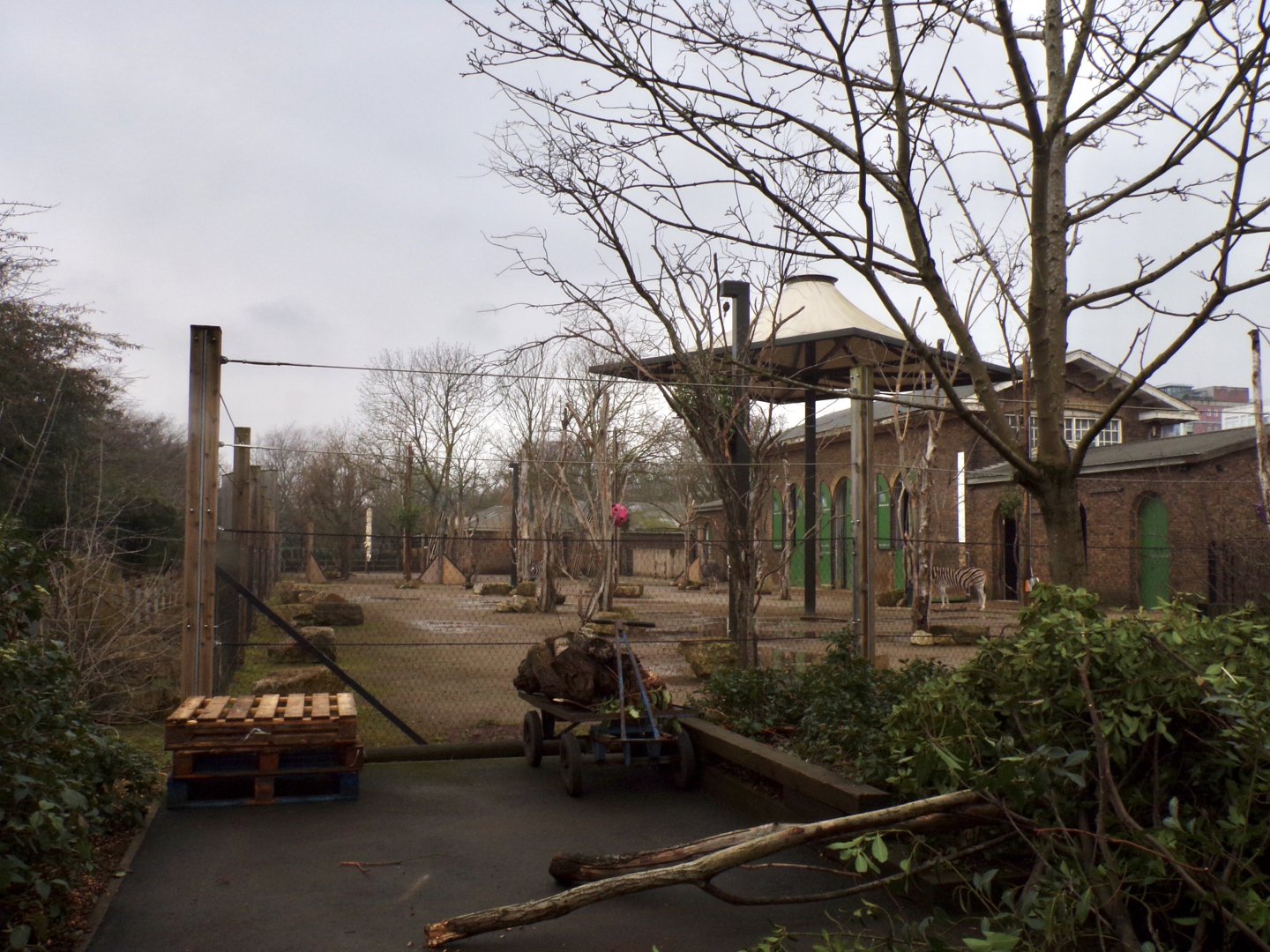 View of Giraffe, Ostrich and zebra enclosure 11.2.25
