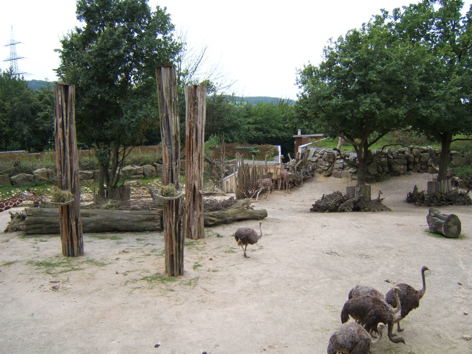 View of Giraffe/Ostrich enclosure