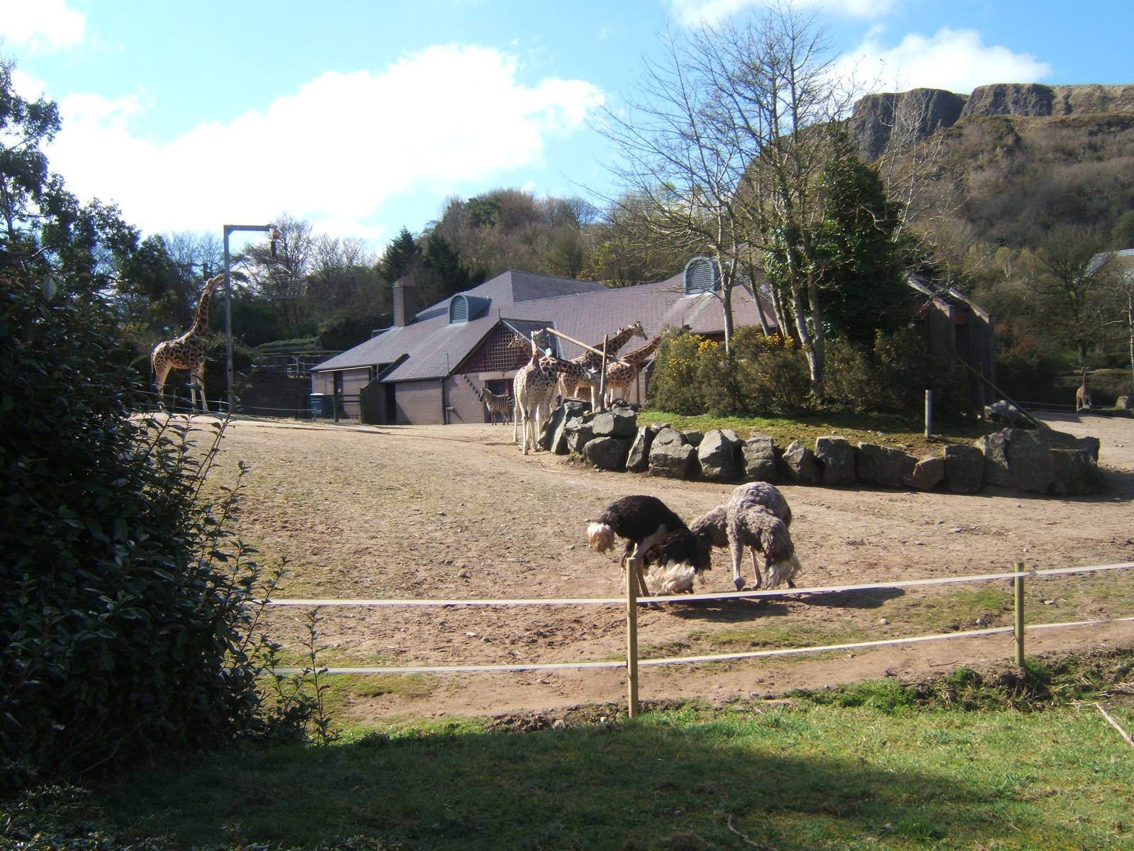 View of Giraffe/Zebra and Ostrich enclosure