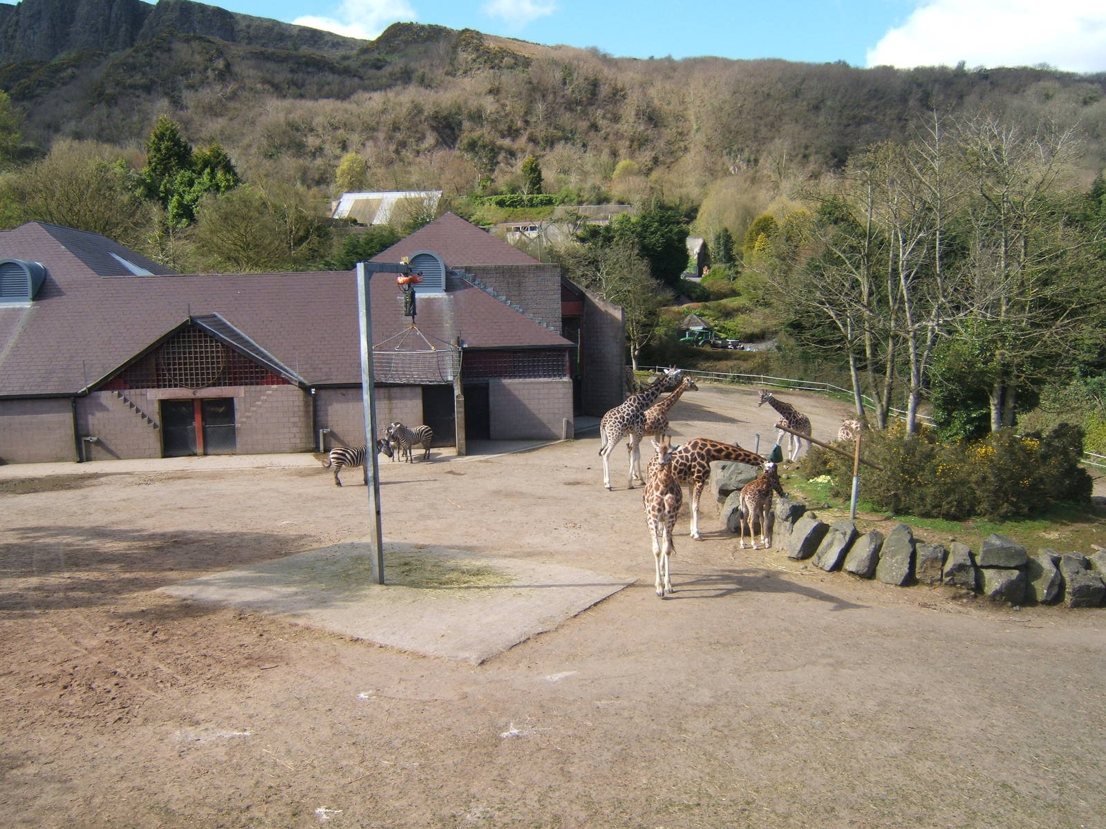 View of Giraffe/Zebra and Ostrich enclosure