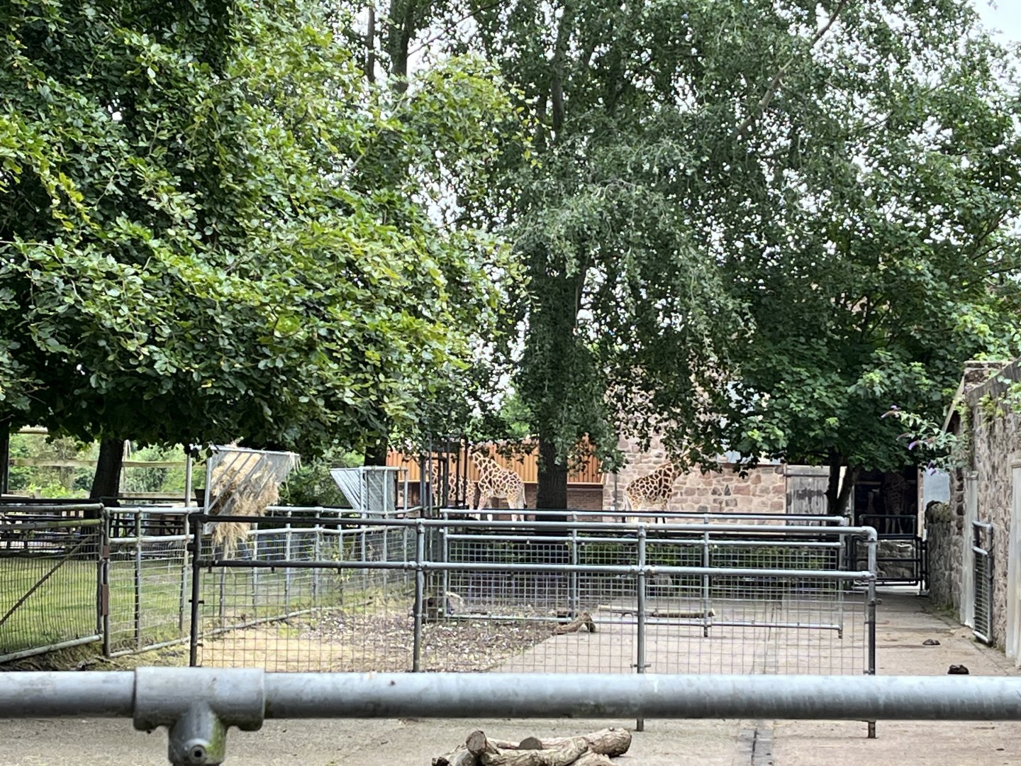 View of giraffes from congo buffalo enclosure 29.6.24