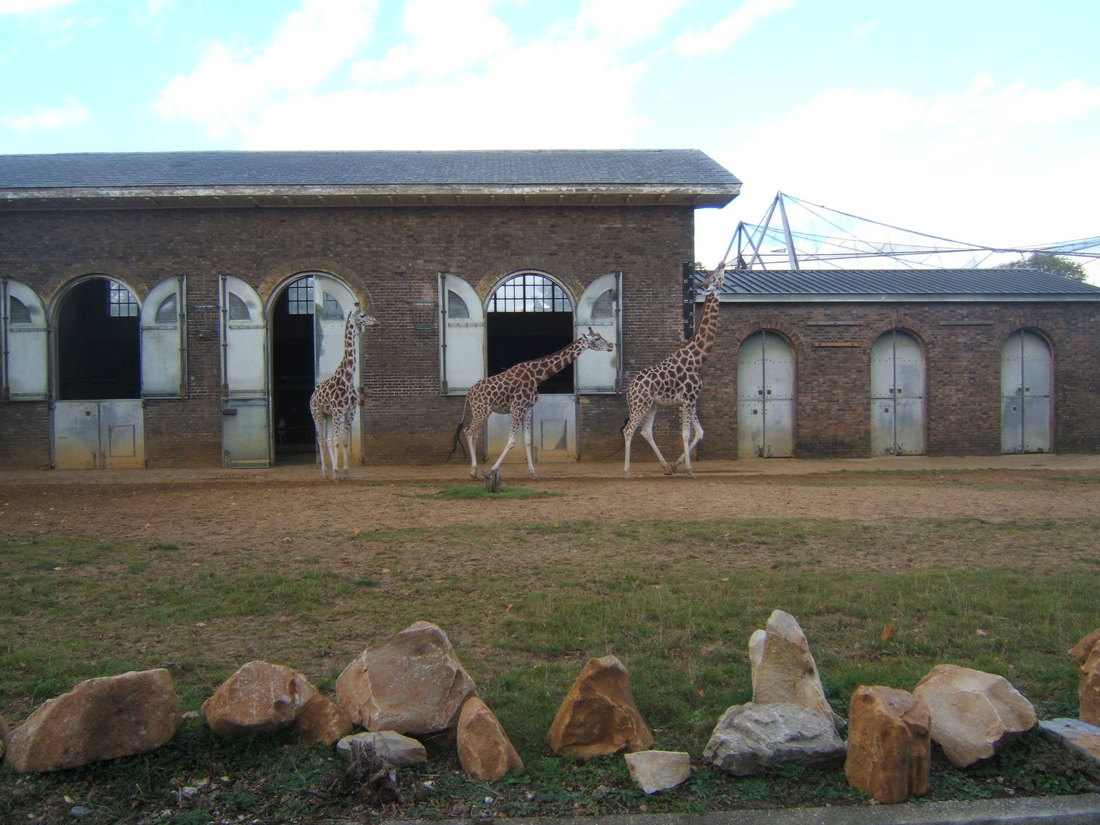 View of Giraffes
