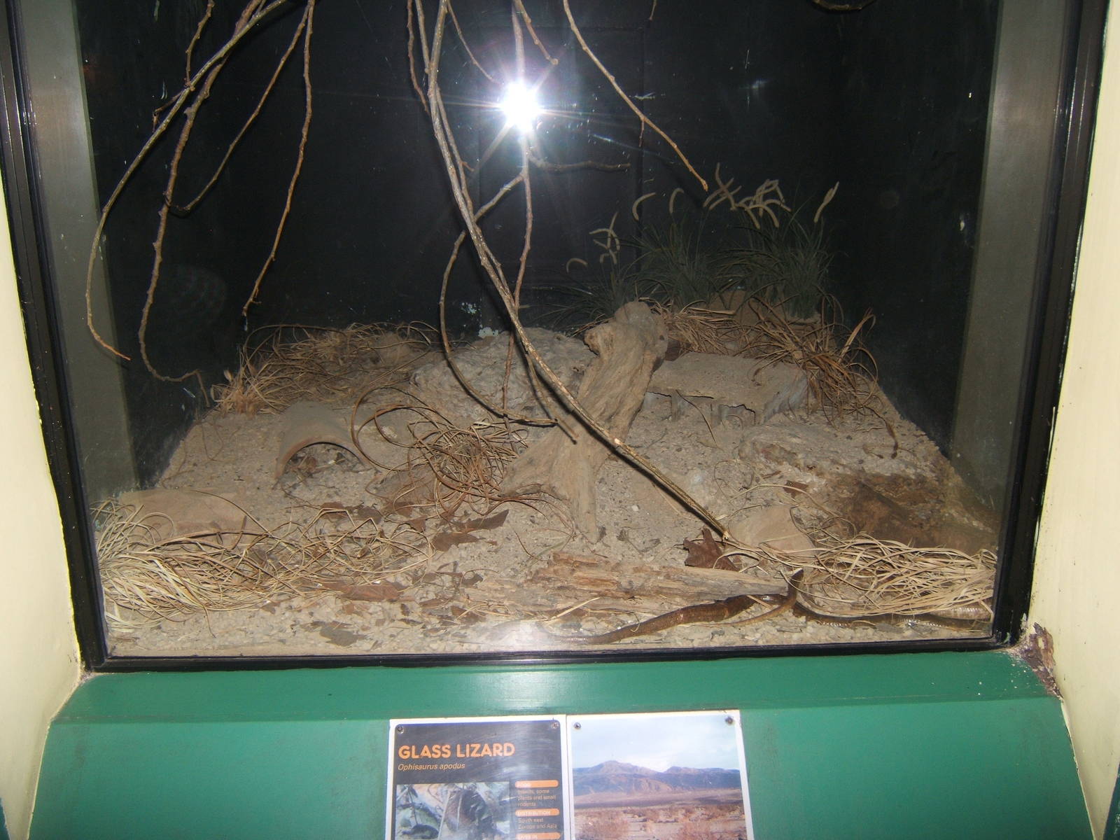 View of Glass Lizard exhibit