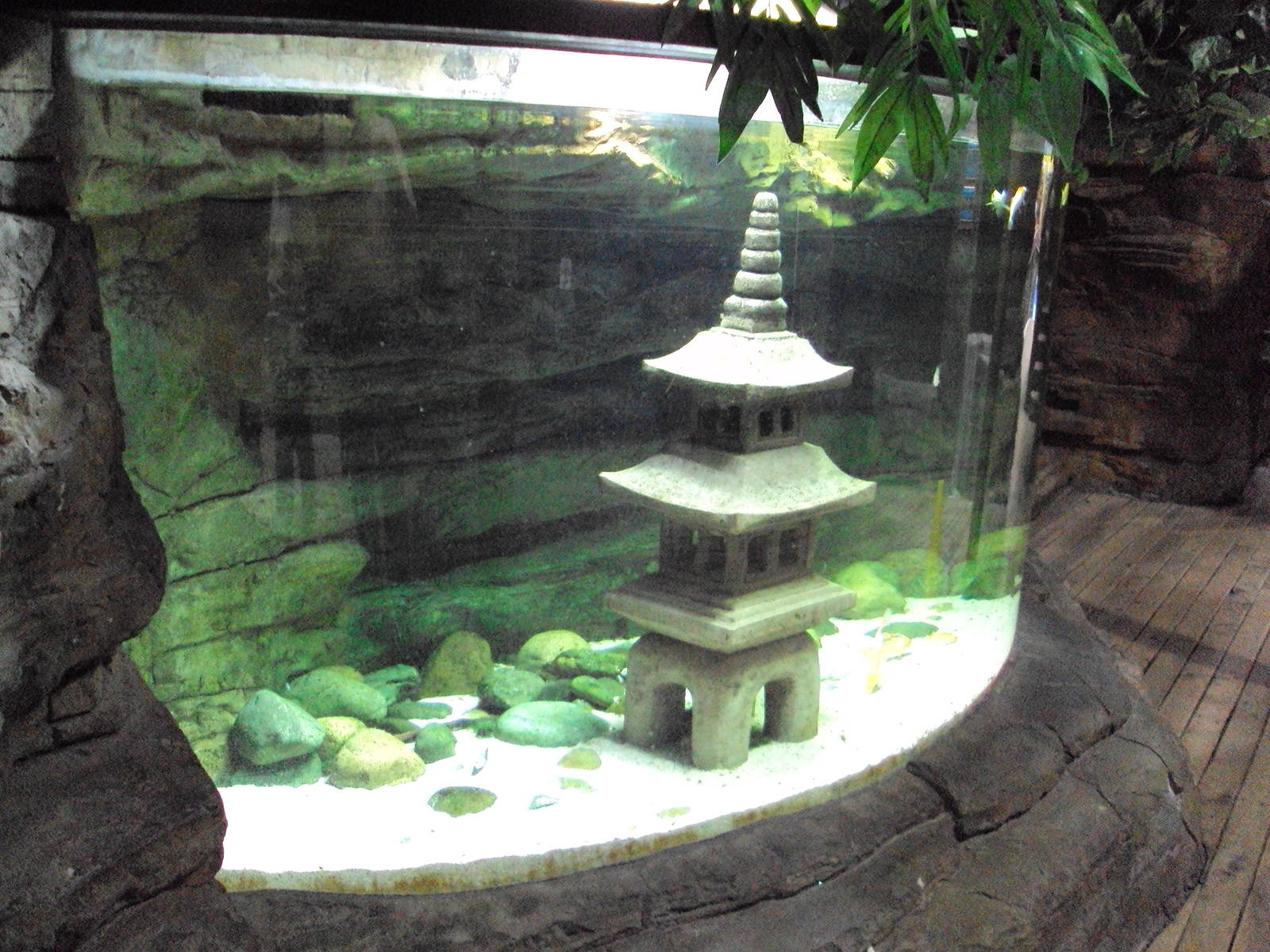 View of goldfish tank