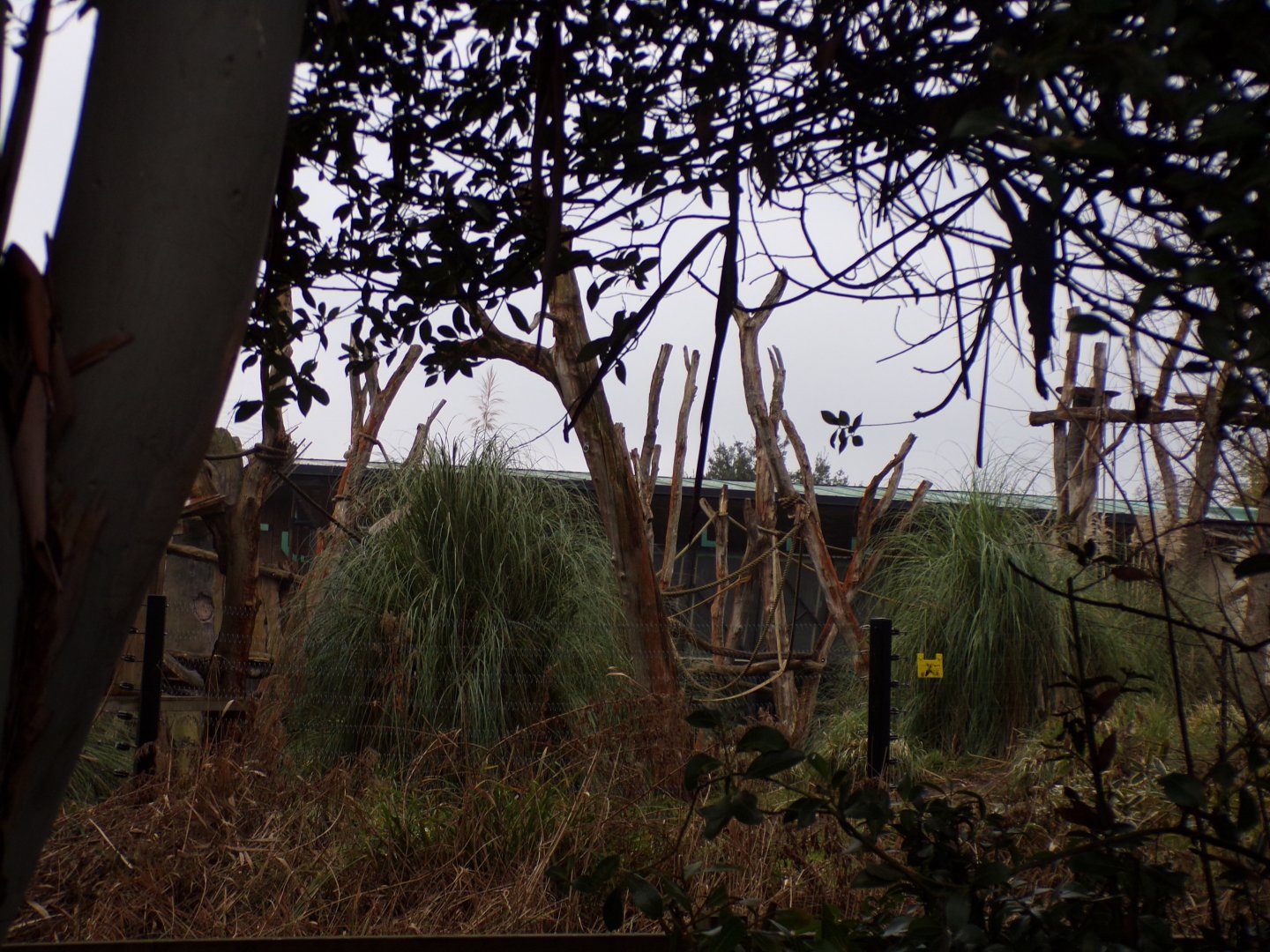 View of gorilla enclosure 11.2.25