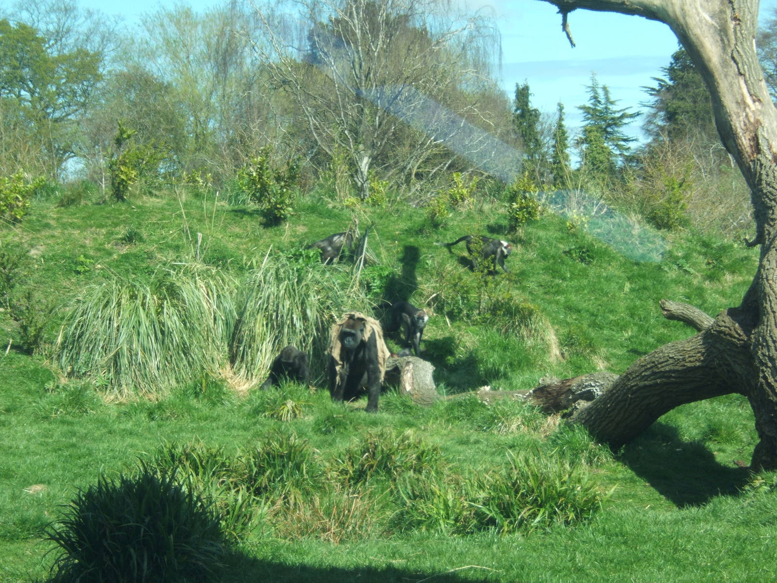 View of Gorilla enclosure