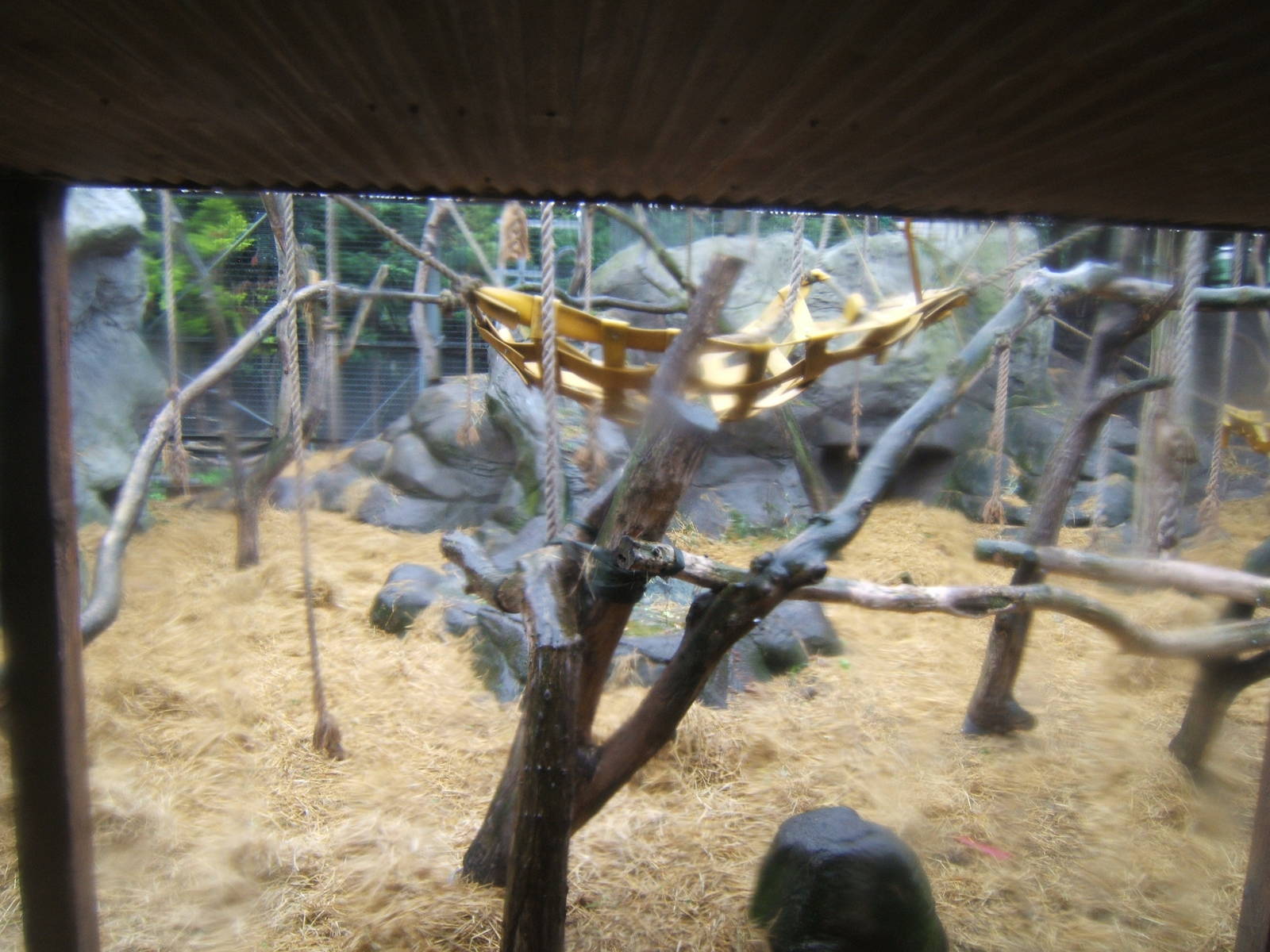 View of Gorilla enclosure