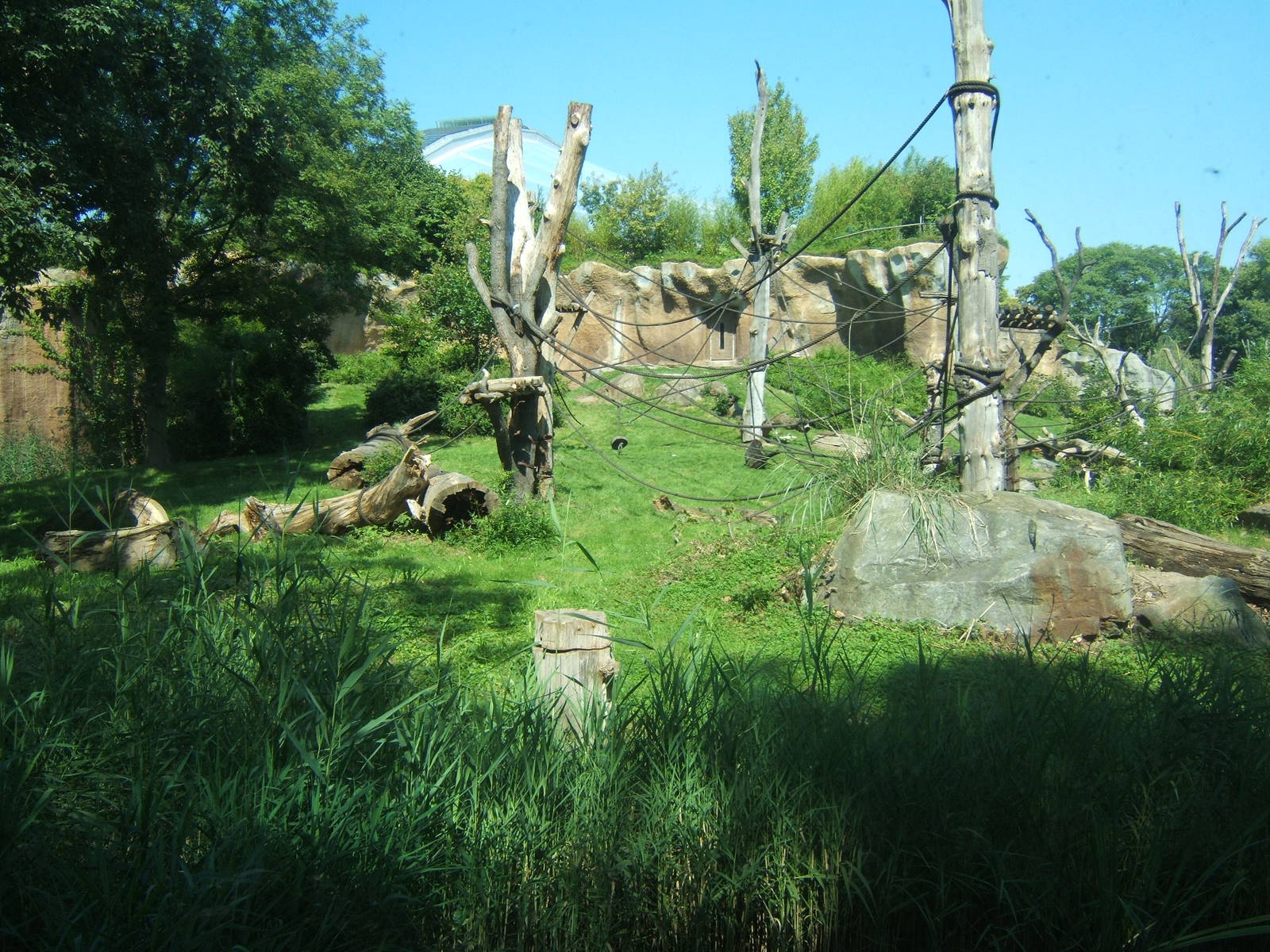 View of Gorilla exhibit